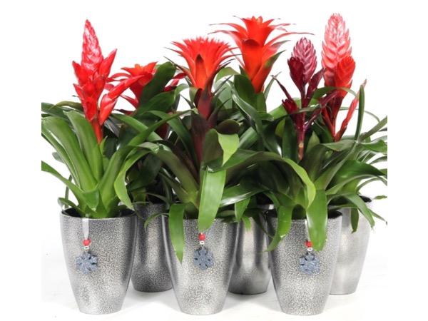 Bromelia, Ananaskasvi